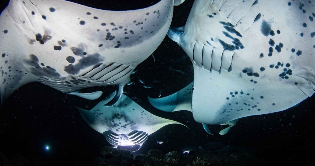 night diving with giant manta rays in hawaii