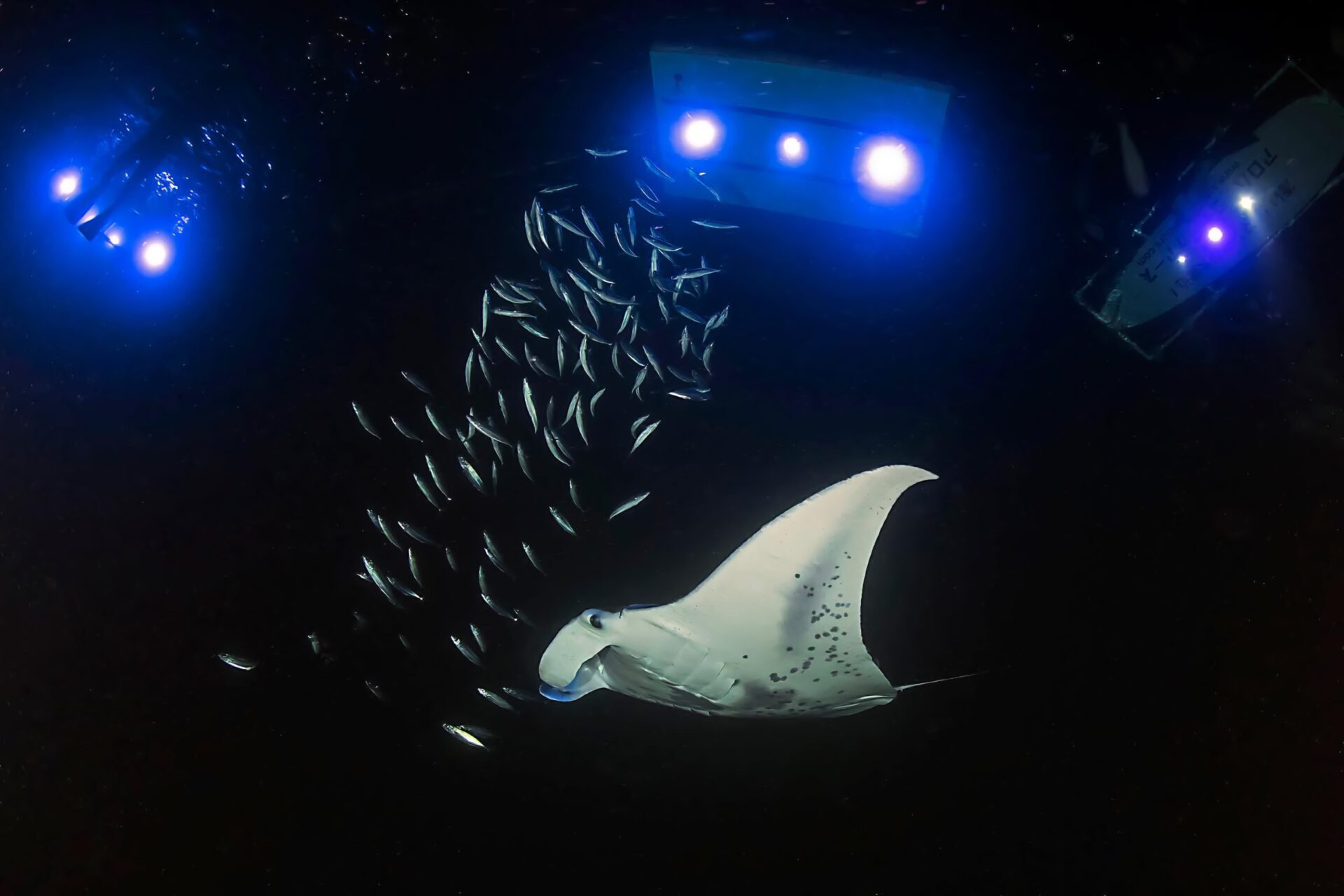 night diving with giant manta rays in hawaii
