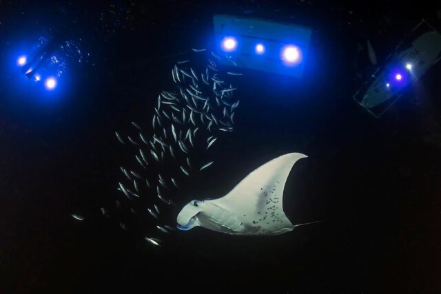 night diving with giant manta rays in hawaii
