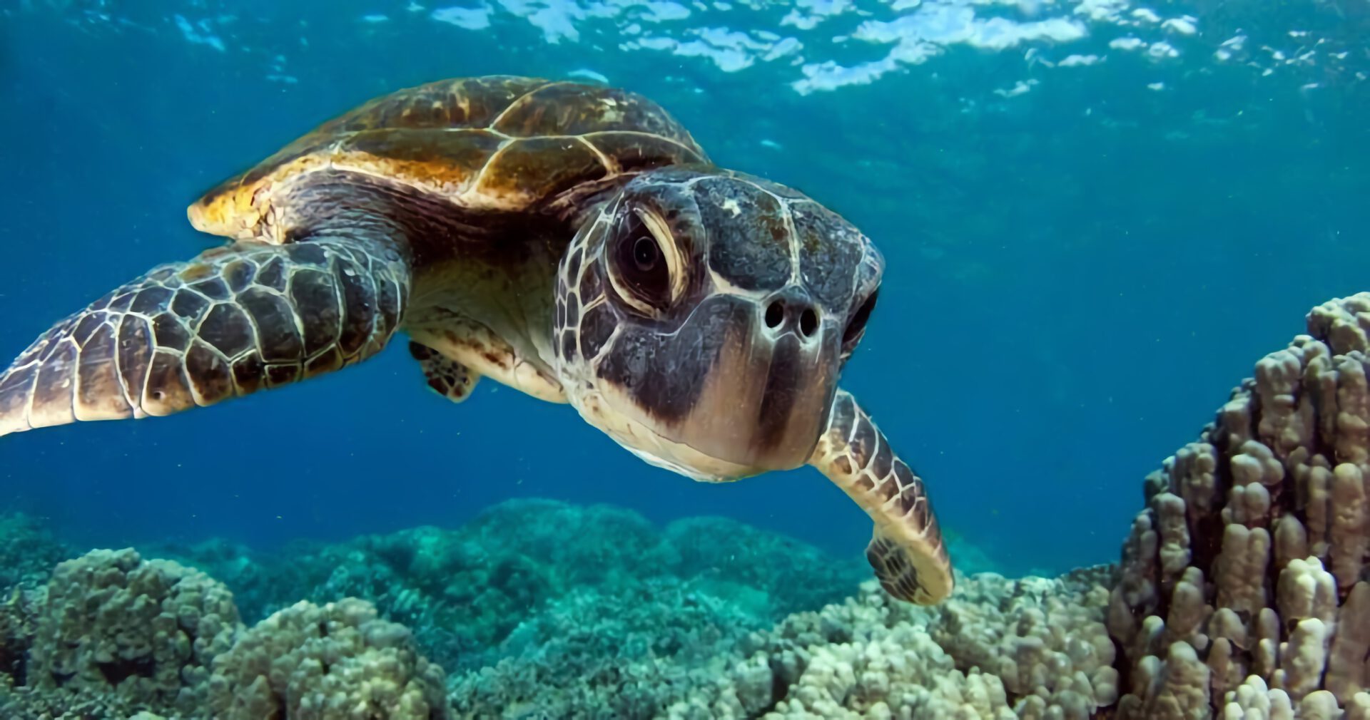 scuba diving in hawaii with a green sea turtle