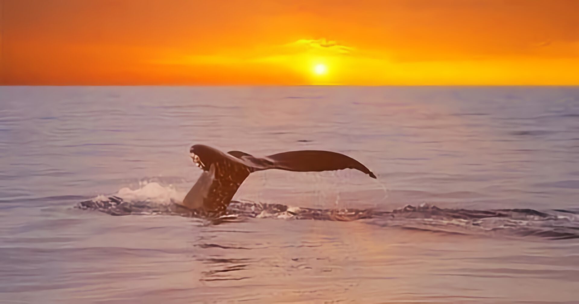 a whale tail at sunset