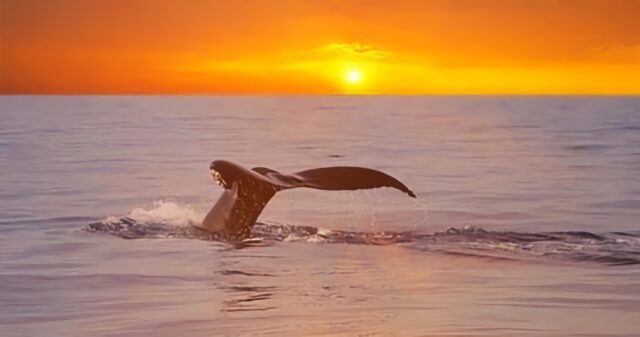 a whale tail at sunset
