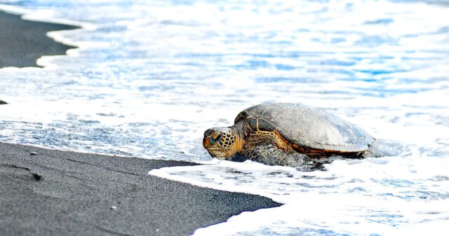 Hawaiian green sea turtle on a black sand beach