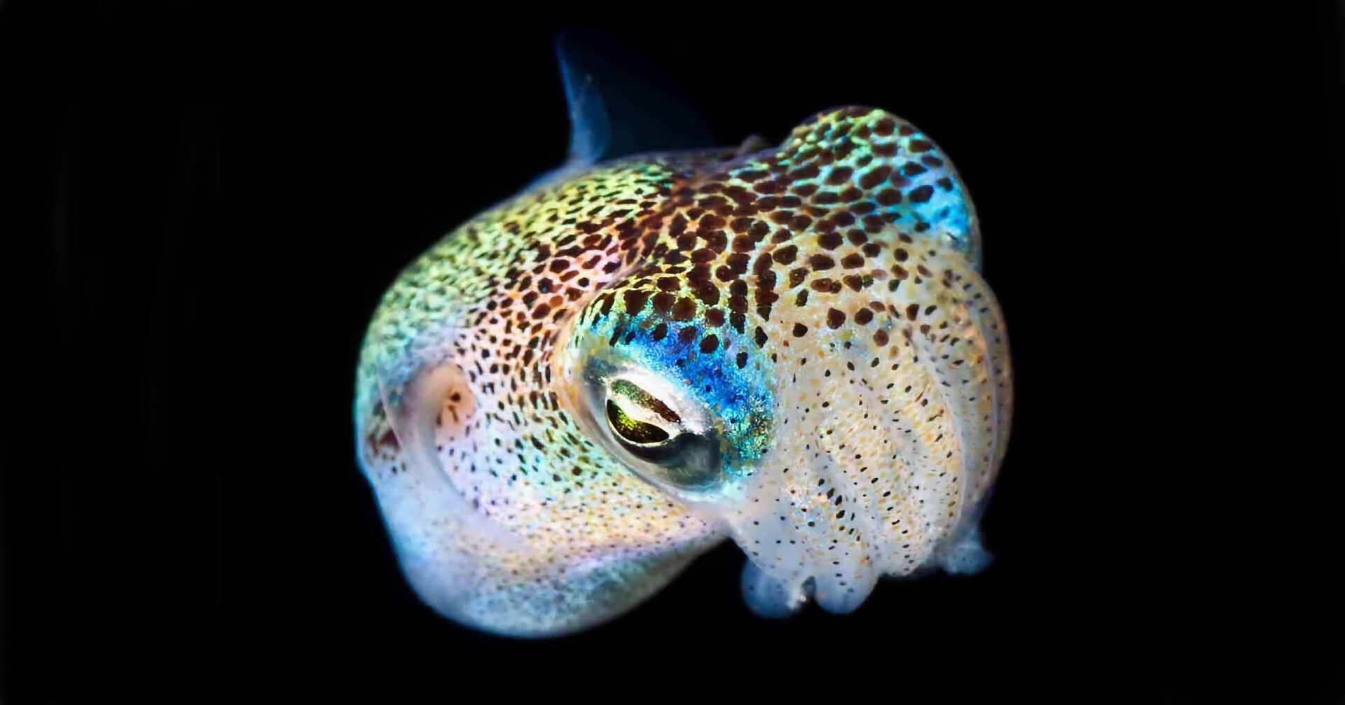 Black Water Night Diving in Hawaii