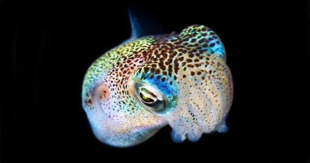 Black Water Night Diving in Hawaii