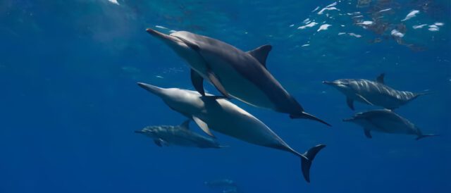 pod of dolphins swimming in Kealakekua Bay Hawaii