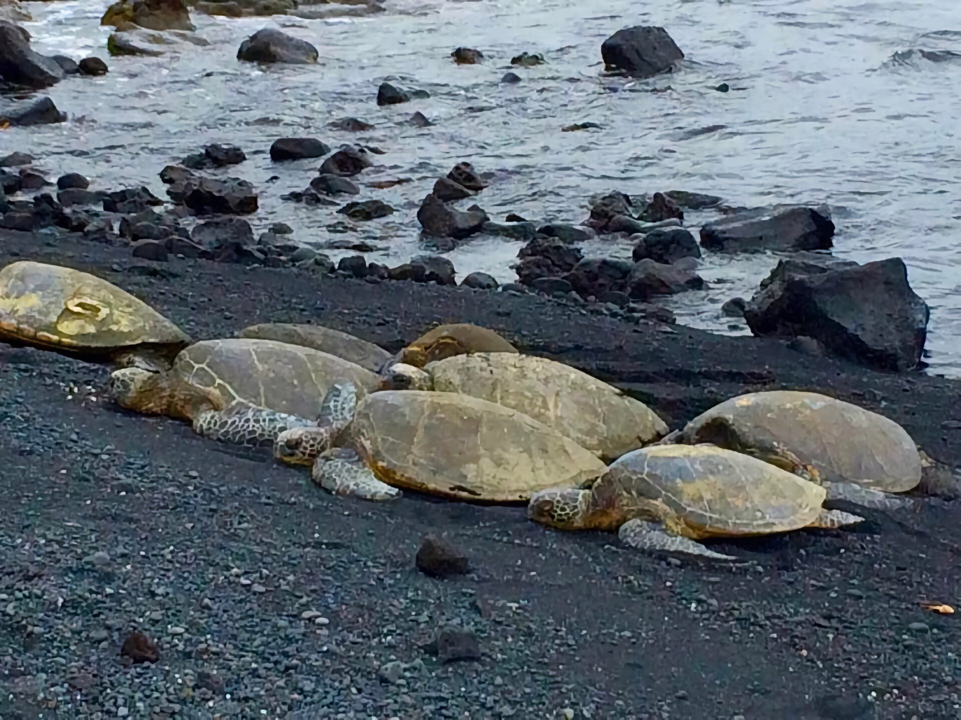 Hawaiian Green Sea Turtle resting on black sand beach