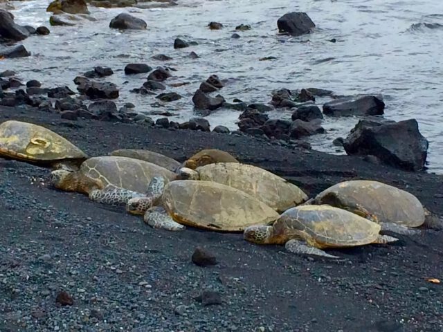 Hawaiian Green Sea Turtle resting on black sand beach
