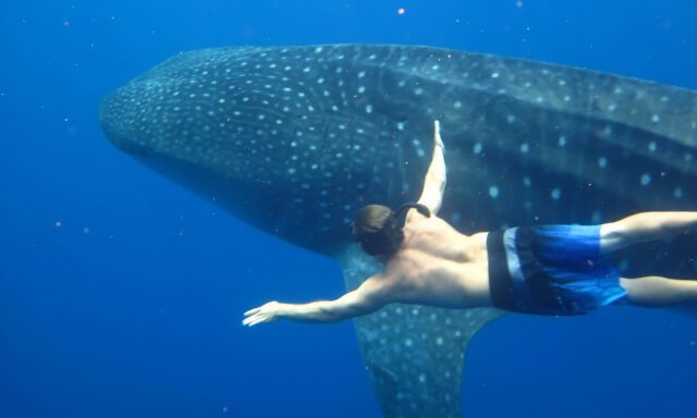 swimming with whale sharks in hawaii