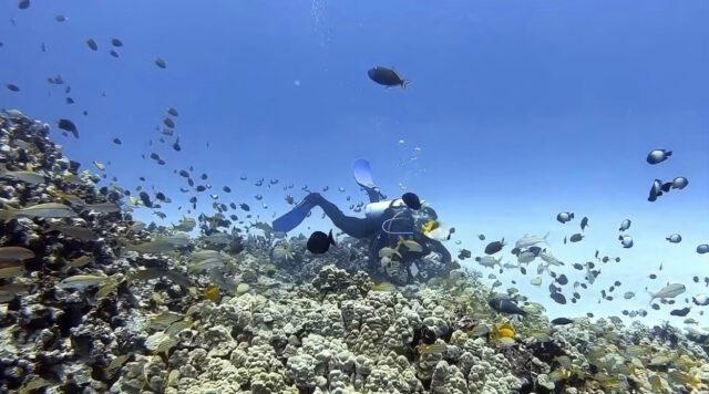guided shore diving in hawaii