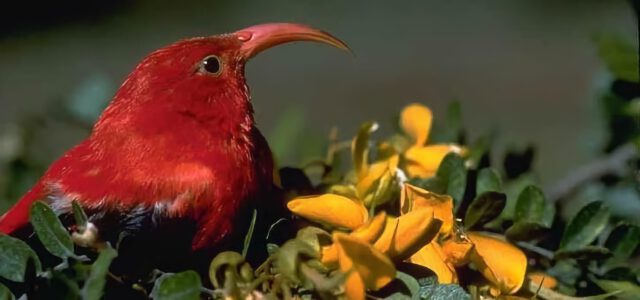 Native Hawaiian Bird in the Hakalau Forest Reserve