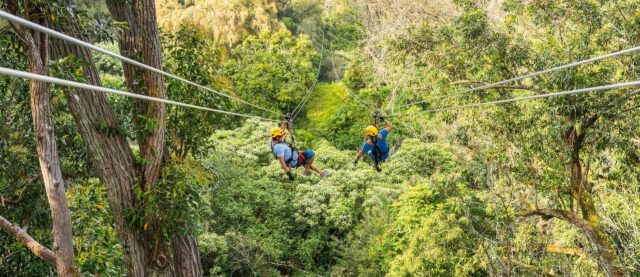 tourists zip lining through the forest canopy in hawaii