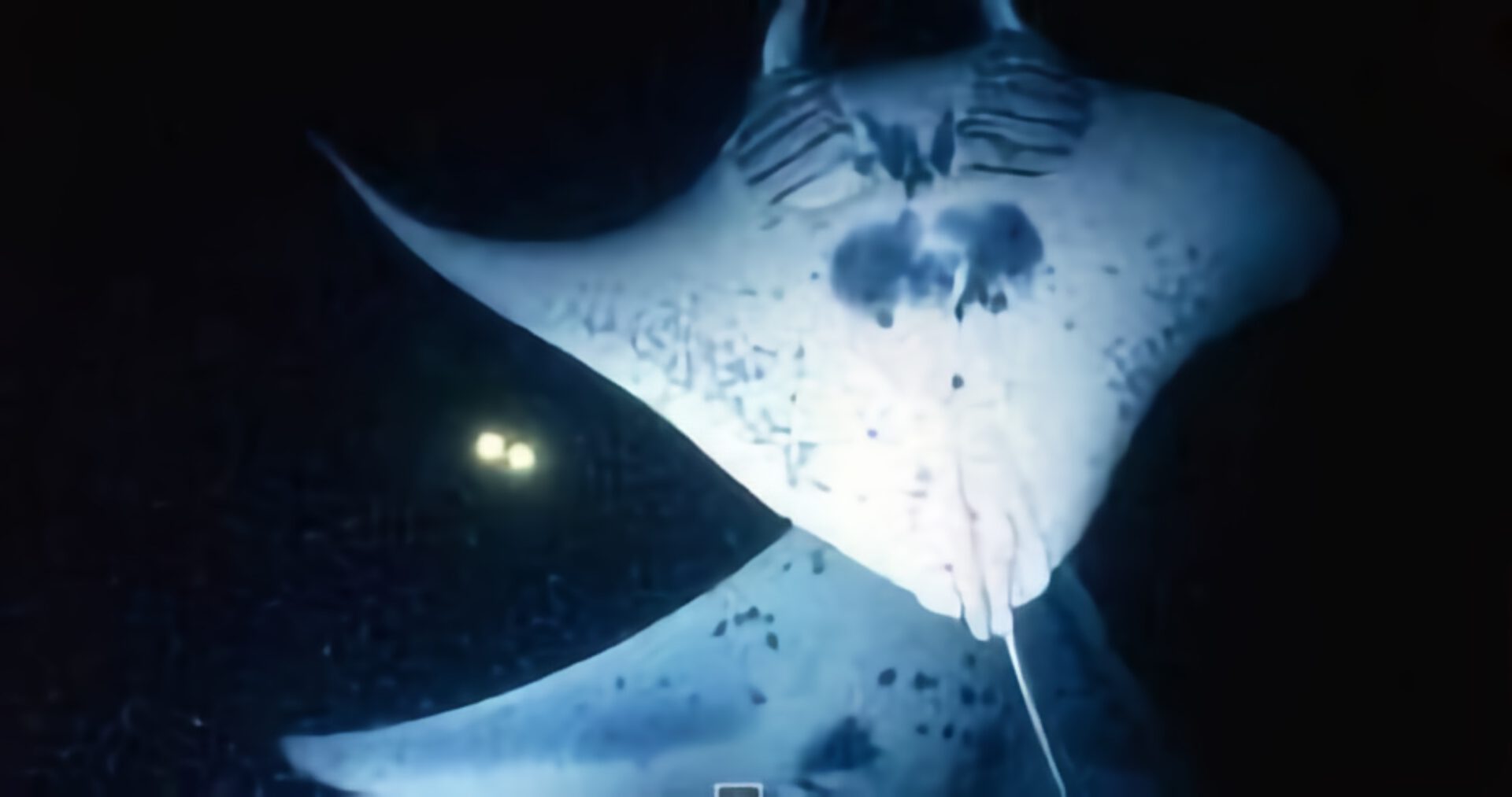 Swimming with Giant Manta Rays at night