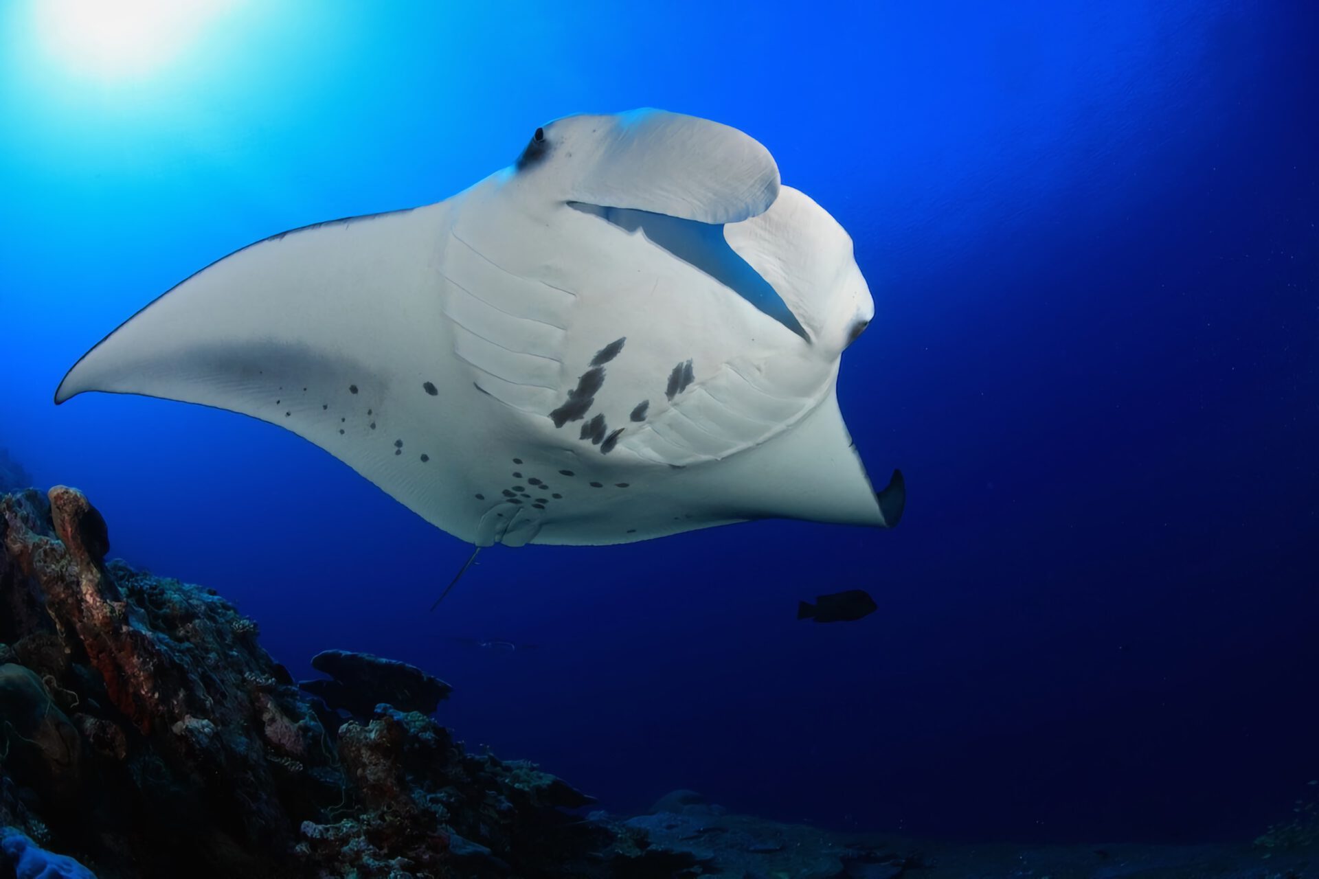 Giant Manta Ray snorkel at night