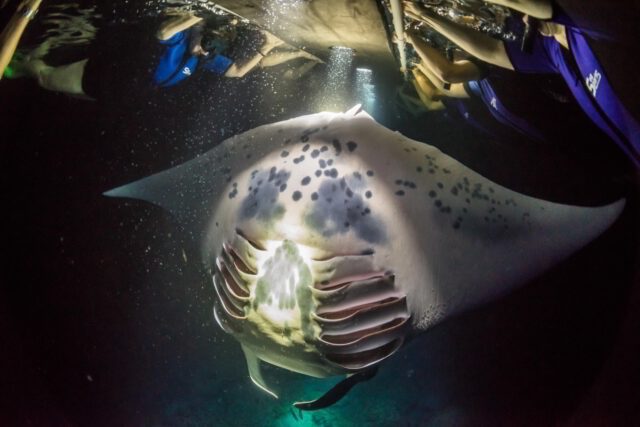 snorkel with giant manta rays at night