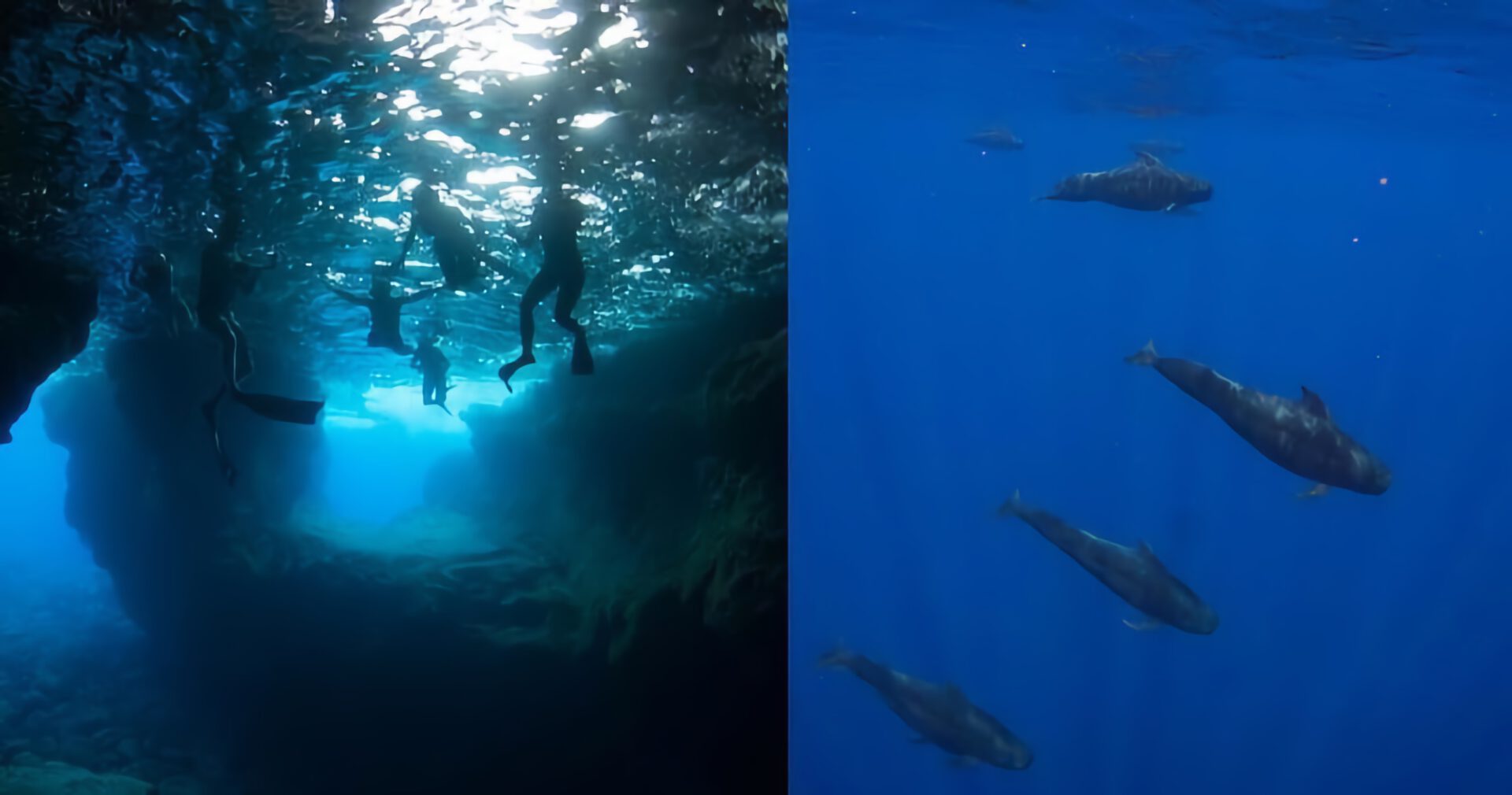 snorkeling with dolphins
