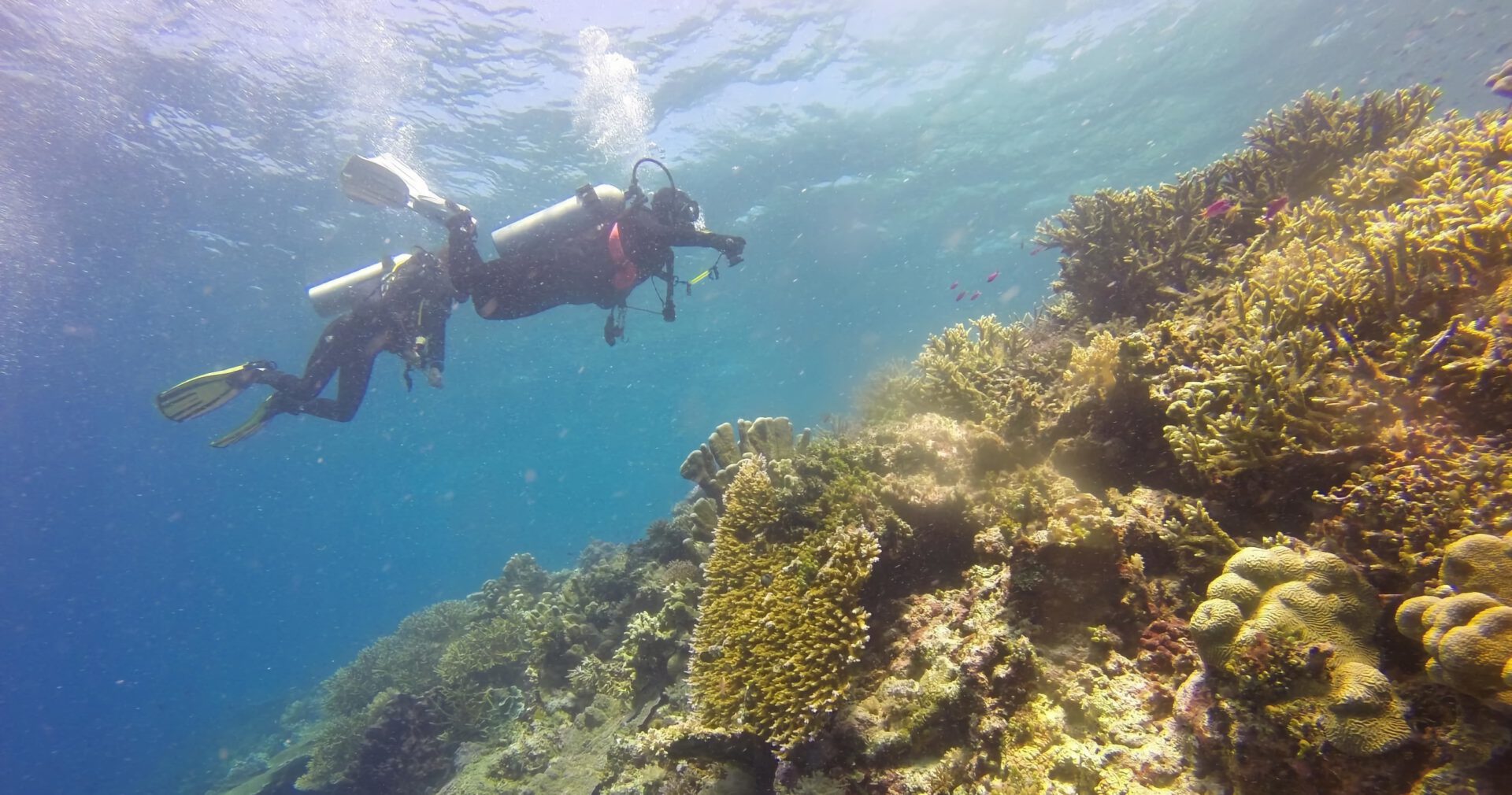 scuba divers on the Hawaiian reef