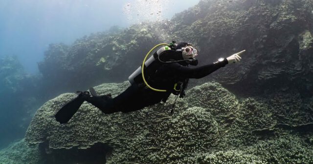 scuba diving on the Hawaiian reefs