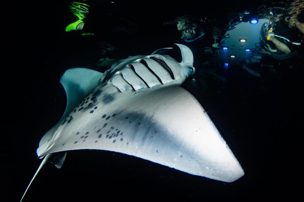 Manta ray night dive in hawaii