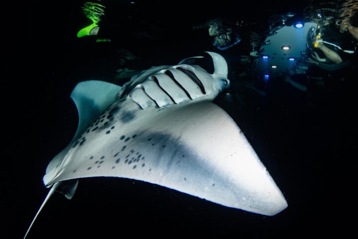 Manta ray night dive in hawaii