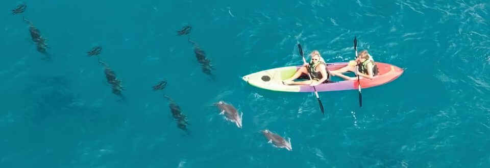 Kayakers paddling with Dolphins in Hawaii