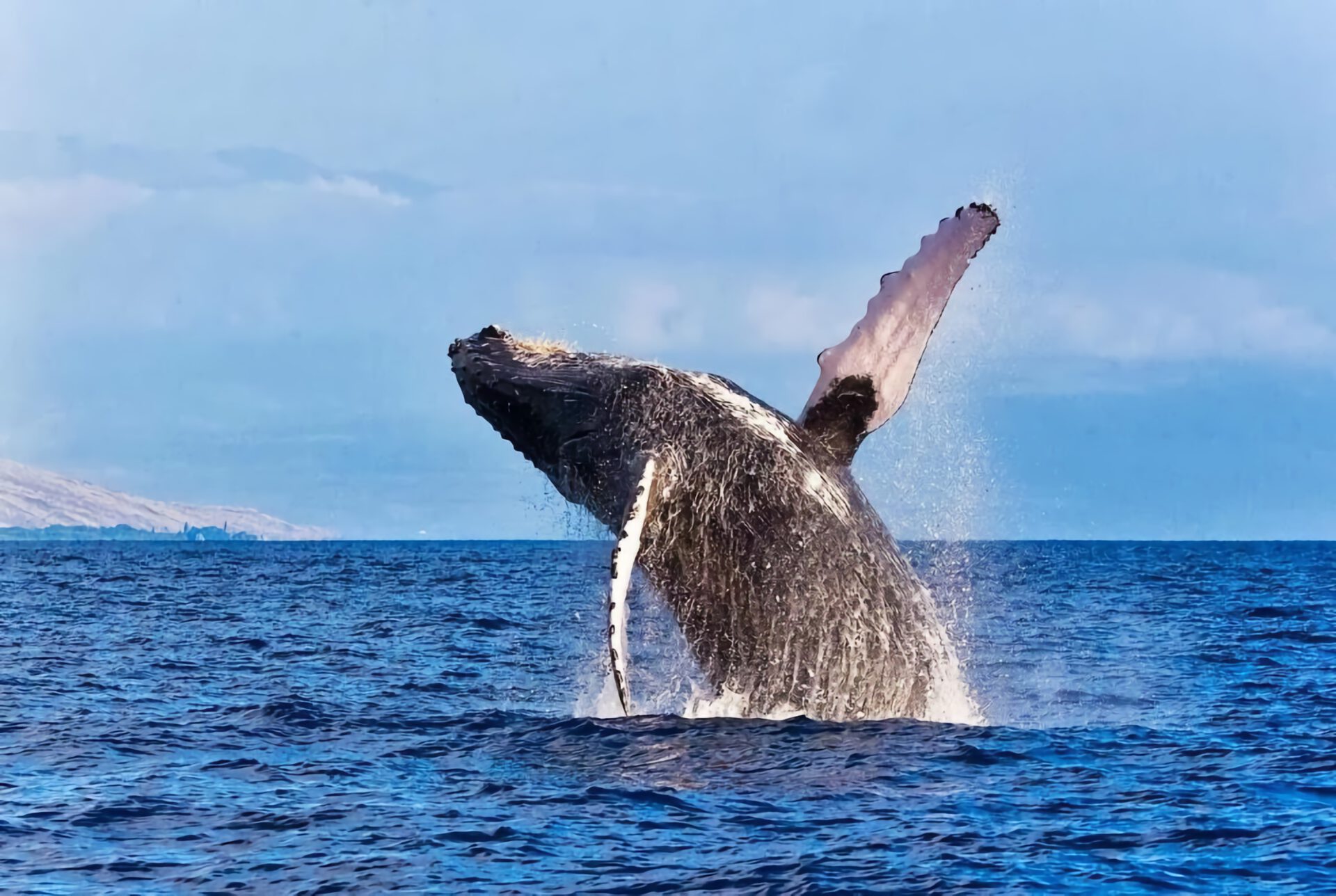 humpback whale breaching in hawaii