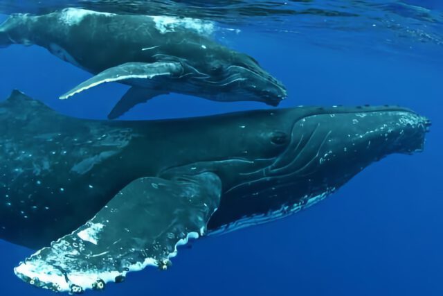 humpback whale mother and bay in hawaii