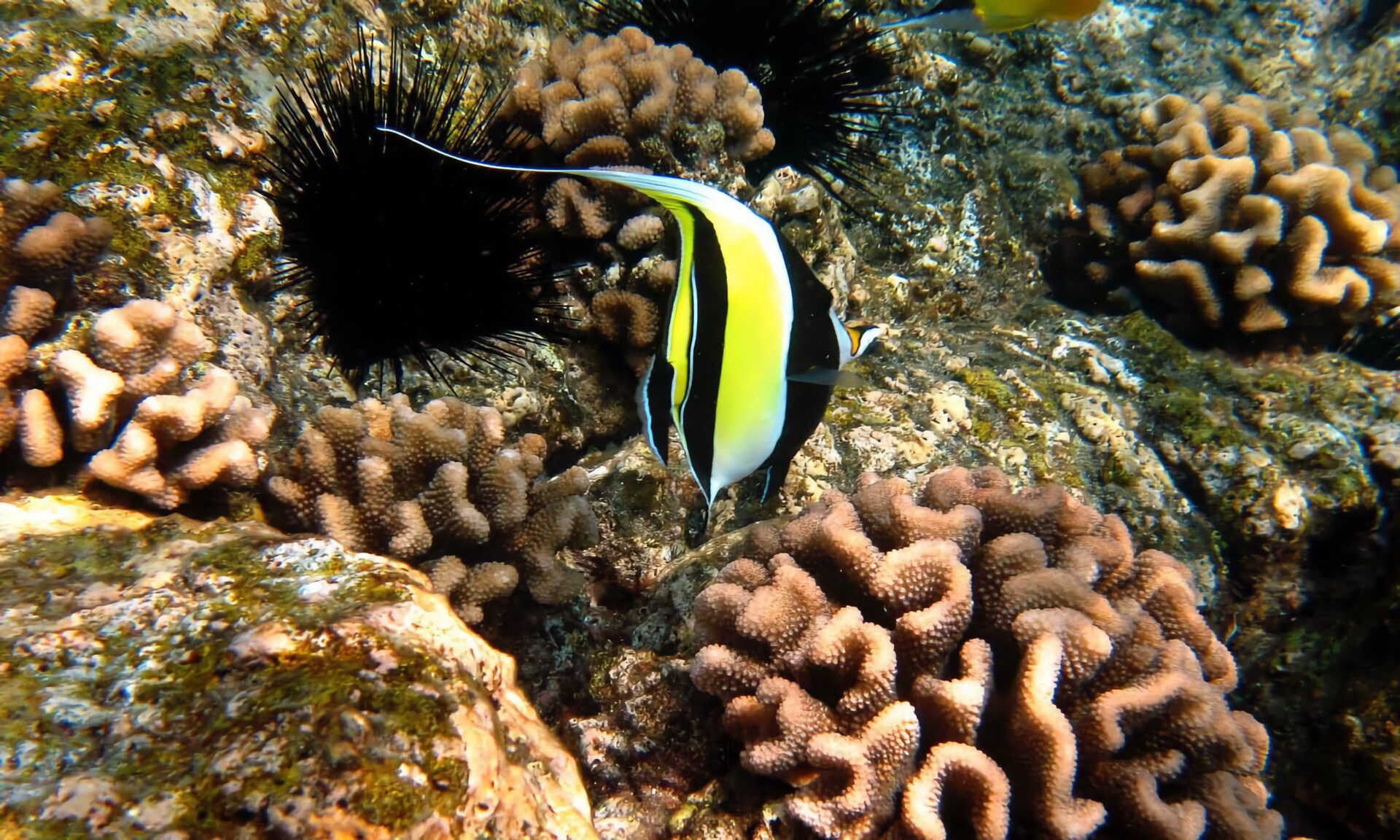 colorful fish on the coral reef in captain cook