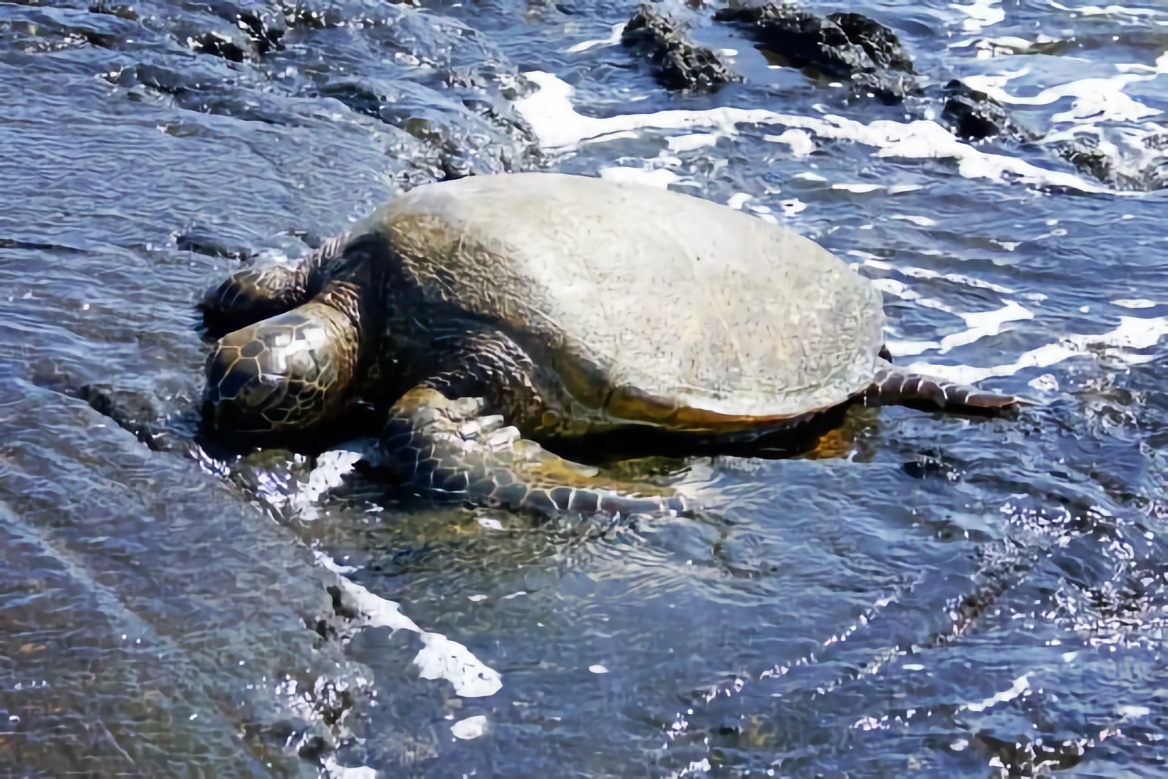 Four Seasons Hualalai Kona Sea Turtle