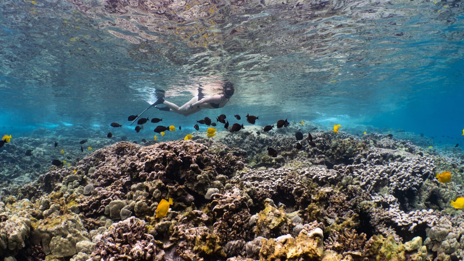a woman snorkeling fish filled coral reef in Kealakekua Bay Hawaii