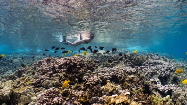 a woman snorkeling fish filled coral reef in Kealakekua Bay Hawaii