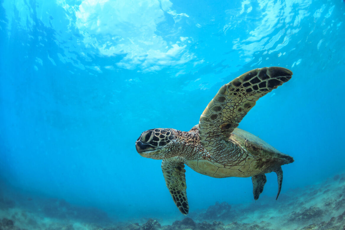 Hawaii underwater. Hawaii is America’s own Pacific paradise where divers have ample opportunities to see many favorites such as manta rays and spinner dolphins to friendly sea turtles at sites close to shore. Scuba diving vacations in Hawaii - Ali'i Adventures - aliiadventureshack.com