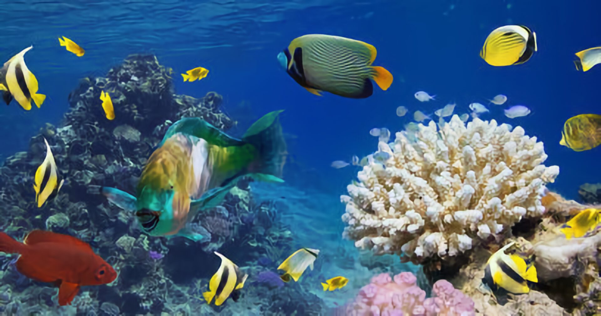 a colorful coral reef in hawaii