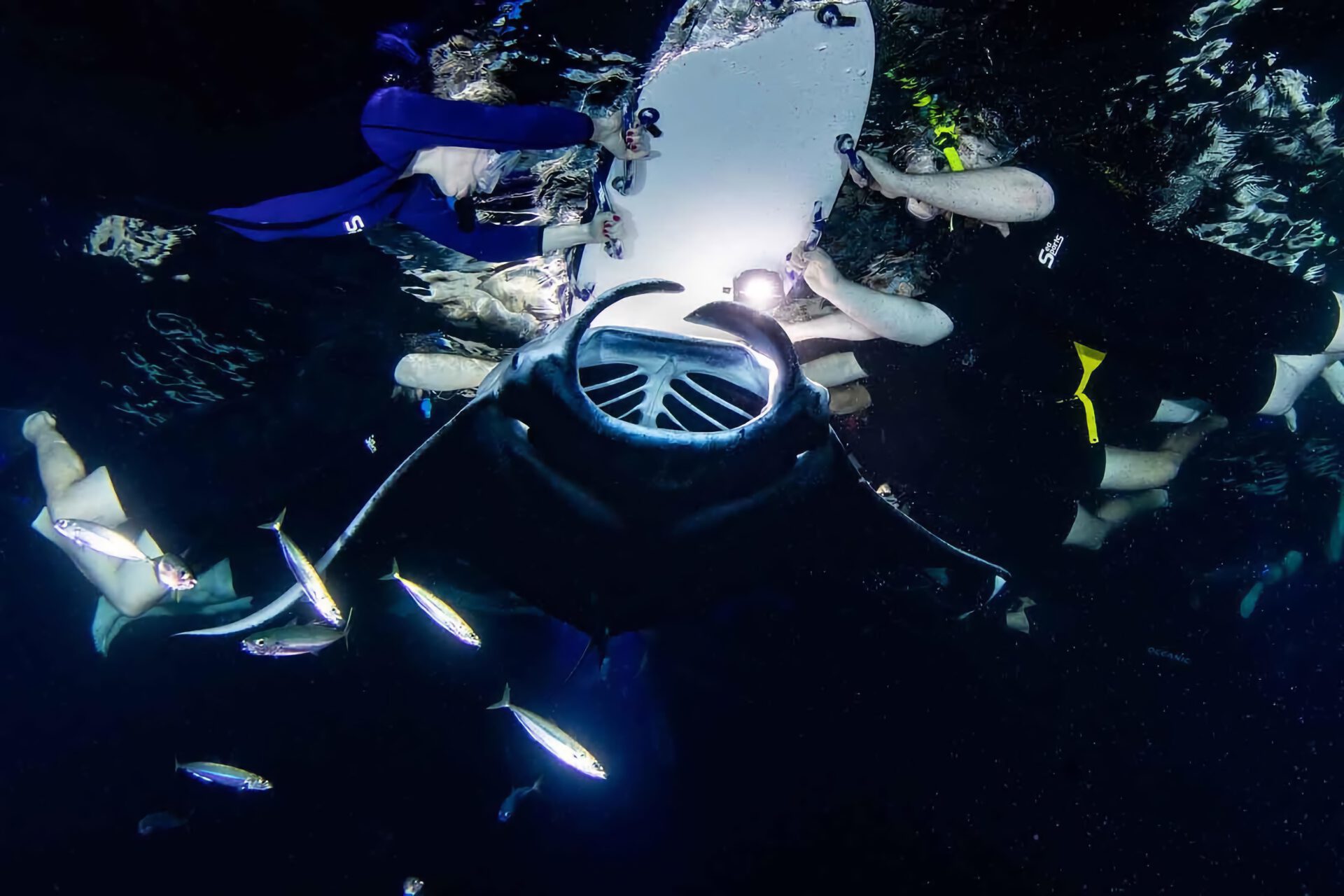 snorkel dive at night with giant manta rays in hawaii