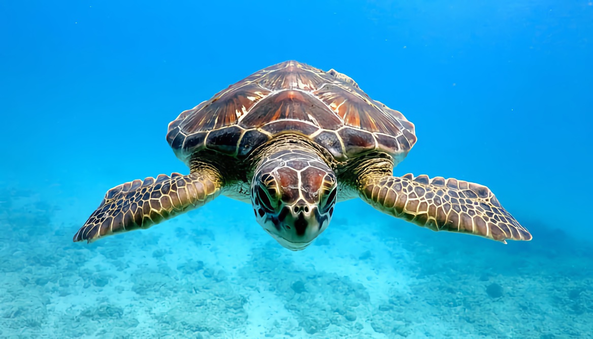 Sea Turtle swimming in the sea near Puako Hawaii