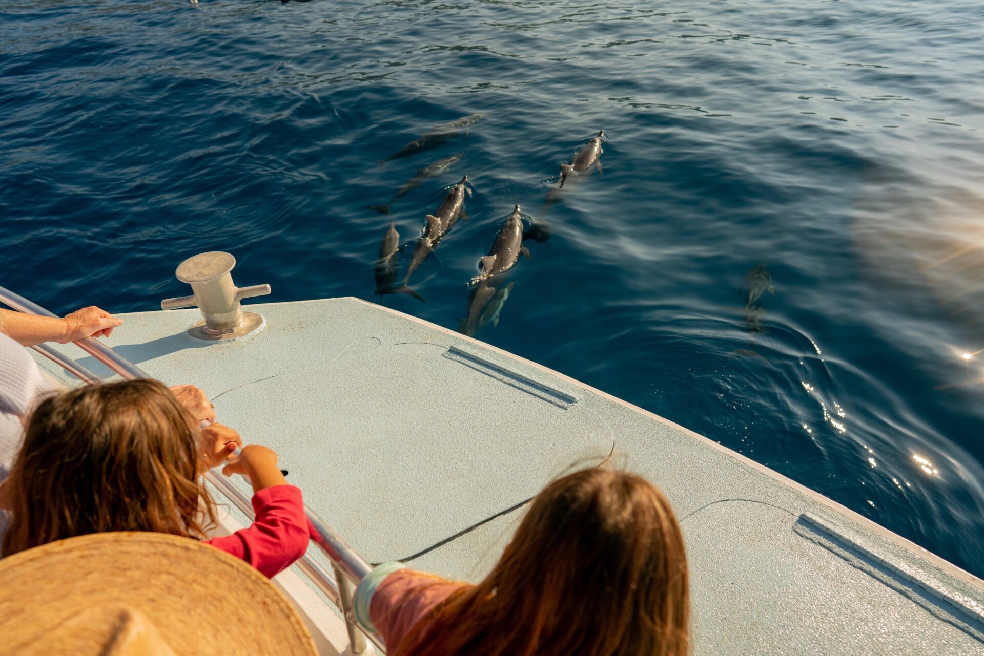 a family enjoying dolphins chasing their boat