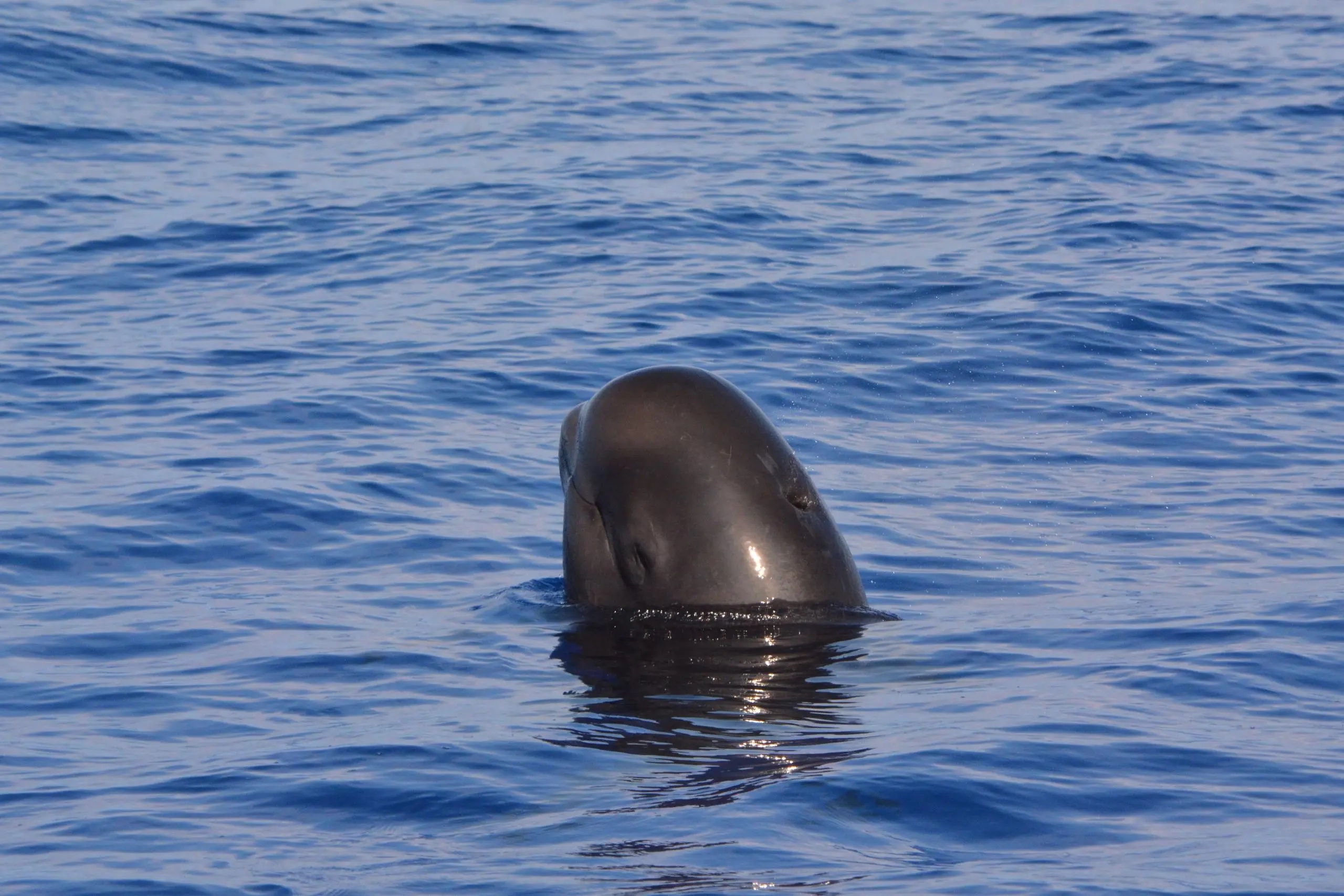 Pelagic Wildlife Excursion