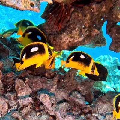 a group of fish in the water