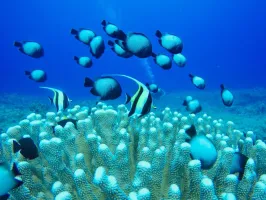 underwater view of a coral with Cancún Underwater Museum in the background