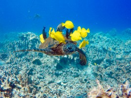 underwater view of the water