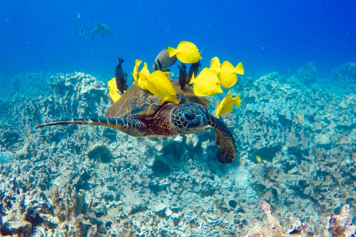 underwater view of the water