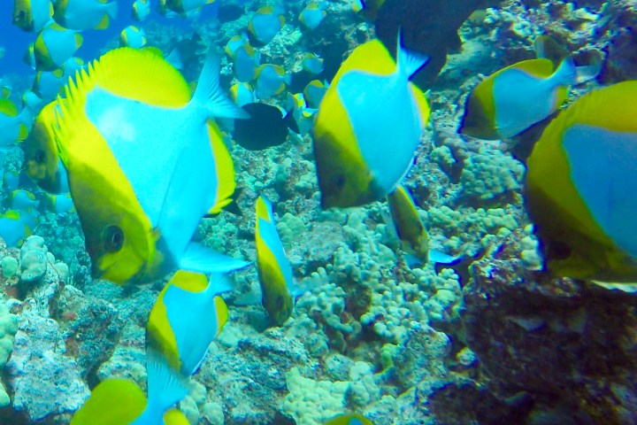 a fish swimming under water