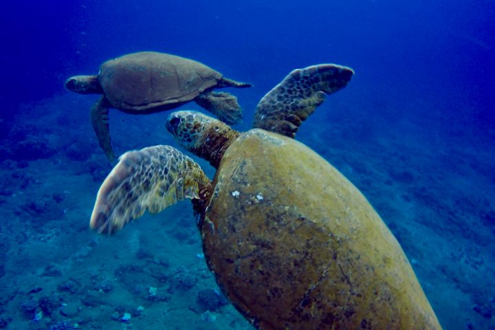 a turtle swimming under water