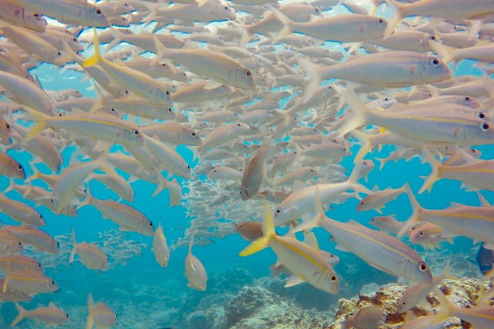 a group of fish in the water