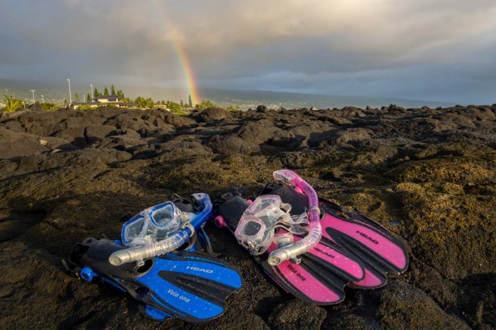 a close up of pink flowers on a beach